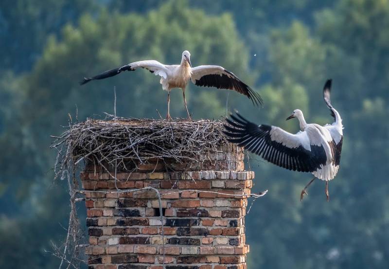 Professional Chimney Animal Removal Services in Cone, Michigan