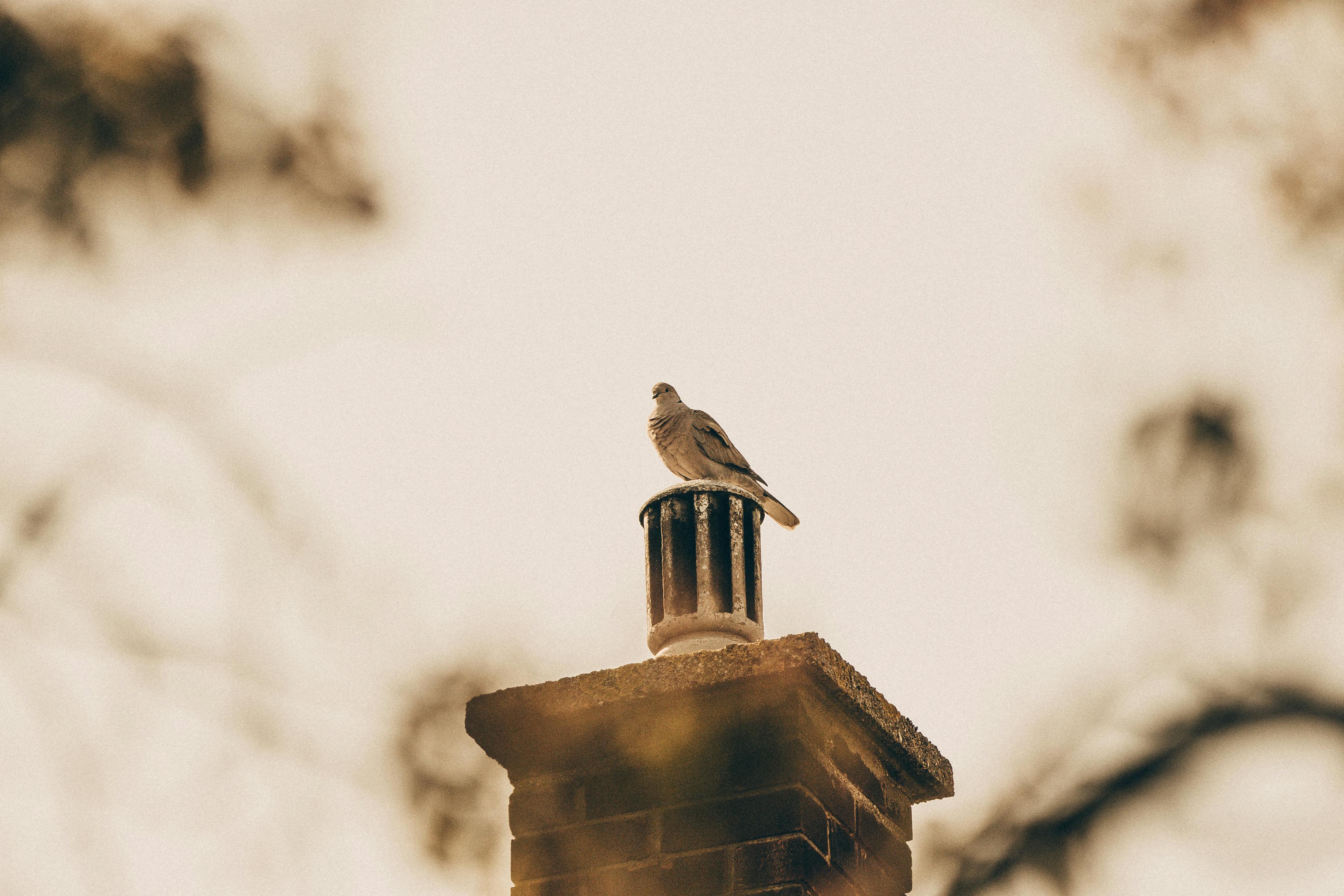 Expert Chimney Cap Installation in Cone, Michigan